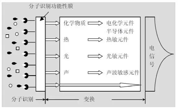 生物傳感器主要由兩大部分組成